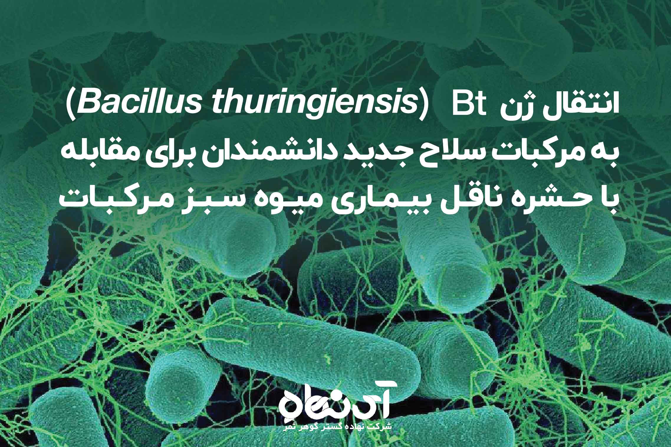انتقال ژن Bt (Bacillus thuringiensis) به مرکبات